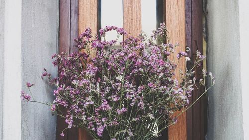 Close-up of purple flowers on window