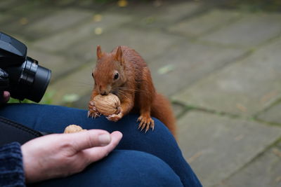 Squirrel on a hand