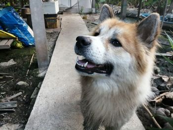Close-up of dog looking away