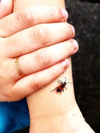 Close-up of hand holding insect