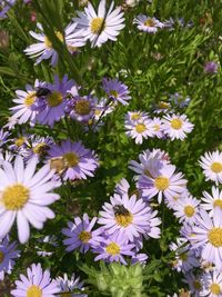 High angle view of purple daisy flowers on field