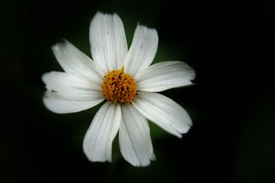 Close-up of white daisy flowers