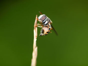 Close-up of insect