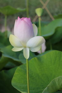 Close-up of pink flower blooming outdoors