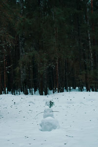 Trees on snow covered field in forest