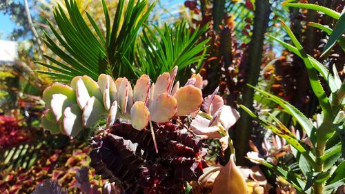 Close-up of flowers growing on tree