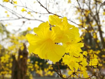 Close-up of insect on yellow flower