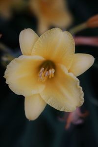 Close-up of yellow flower