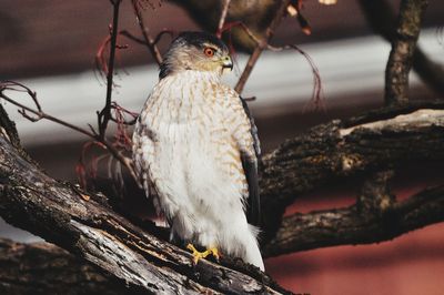 Close-up of bird perching on tree