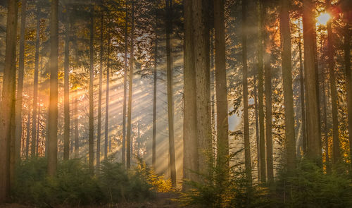 Sunlight streaming through trees in forest