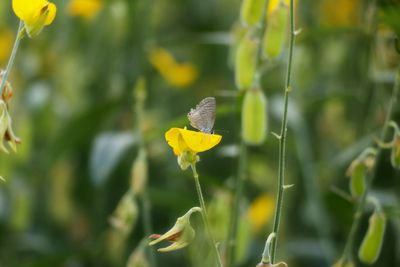 Close-up of yellow butterfly on plant