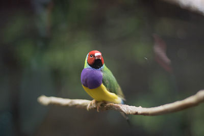 Close-up of bird perching on branch