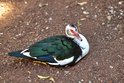 High angle view of bird on field