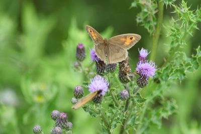 Butterfly on purple flower