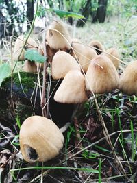 Close-up of mushrooms growing in forest