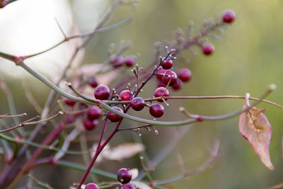 Close-up of berries growing on branches