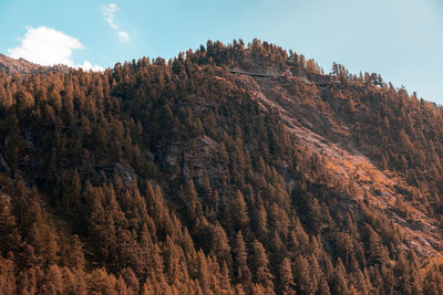 Low angle view of trees on mountain against sky