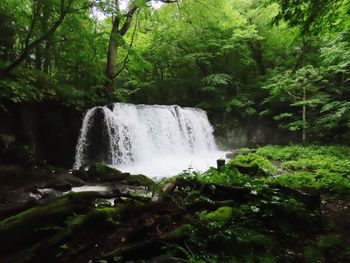 Scenic view of waterfall in forest