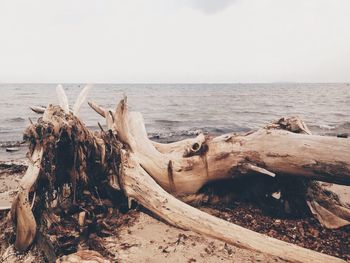 Driftwood on beach