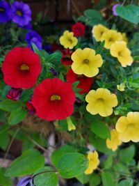 Close-up of red flowering plants