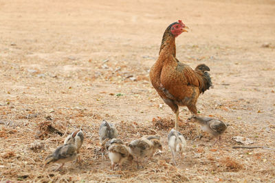 Close-up of bird on field