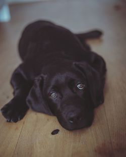 Close-up portrait of dog