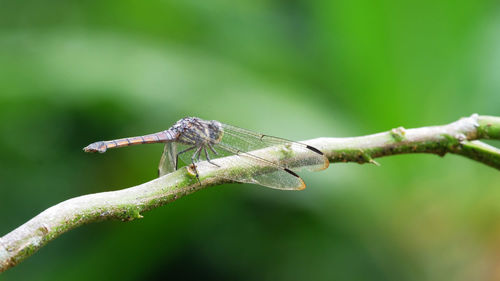 Close-up of insect on plant