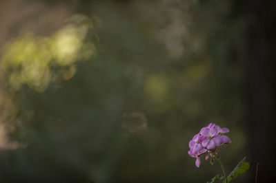 Close-up of pink flowering plant