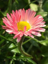 Close-up of red flower blooming outdoors