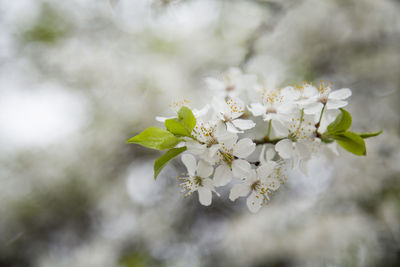 Close-up of cherry blossoms on tree