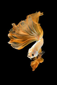 Close-up of fish swimming in sea