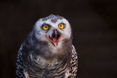 Close-up portrait of owl 