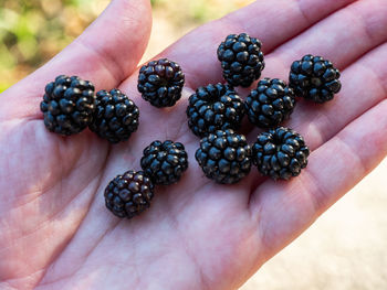 Midsection of person holding fruits