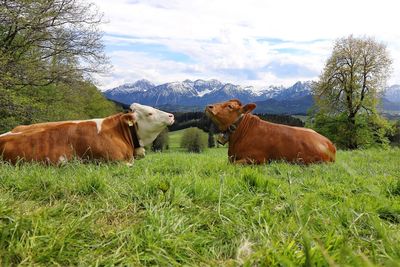 Cows in a field