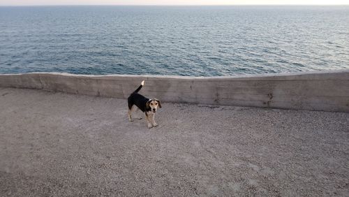 Dog standing in a sea