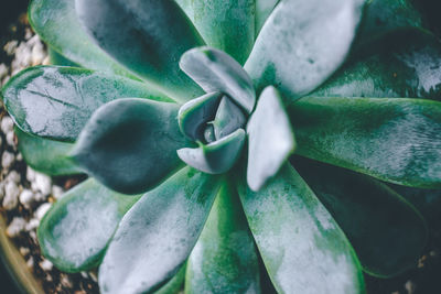 Full frame shot of succulent plant