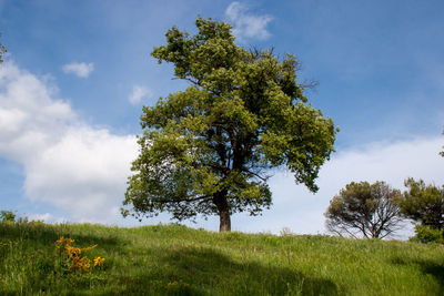 Scenic lower view of tree over the hill against the sky
