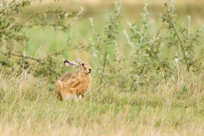 Lion standing in field