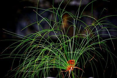 Close-up of illuminated plant at night