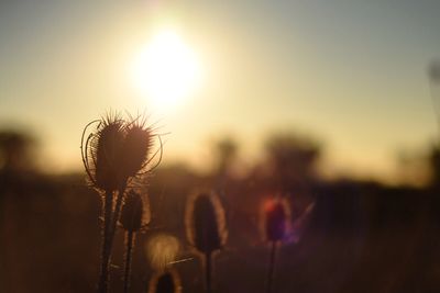 Close-up of plants growing on field at sunset