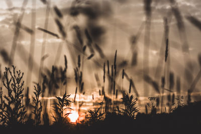 Silhouette plants against sky during sunset