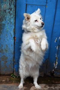 White dog looking away