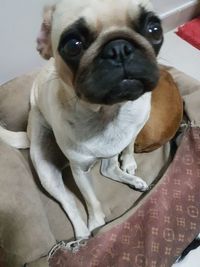 Close-up portrait of dog sitting