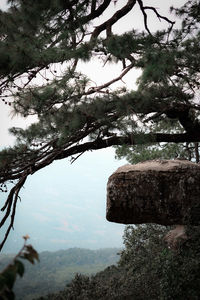 Tree by rocks against sky