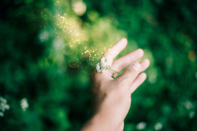 Close-up of hand holding plant