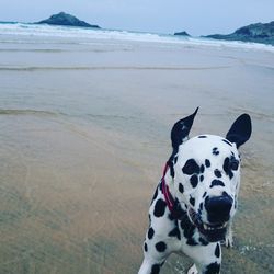 Close-up of dog by sea against sky