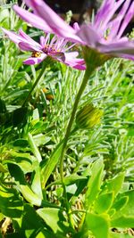 Close-up of flowers blooming outdoors