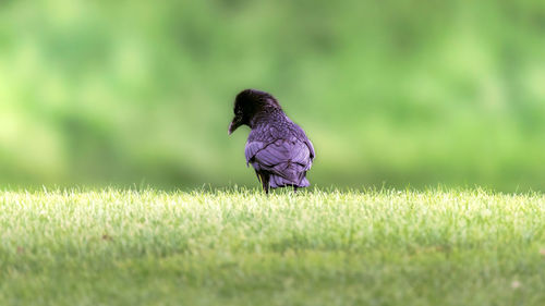 Bird perching on a field