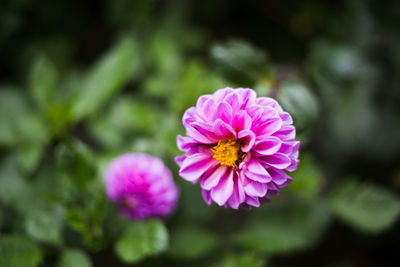 Close-up of pink flowering plant