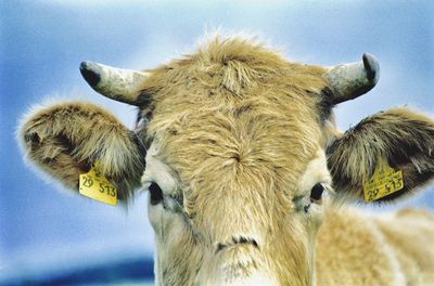 Low angle view of cow against sky